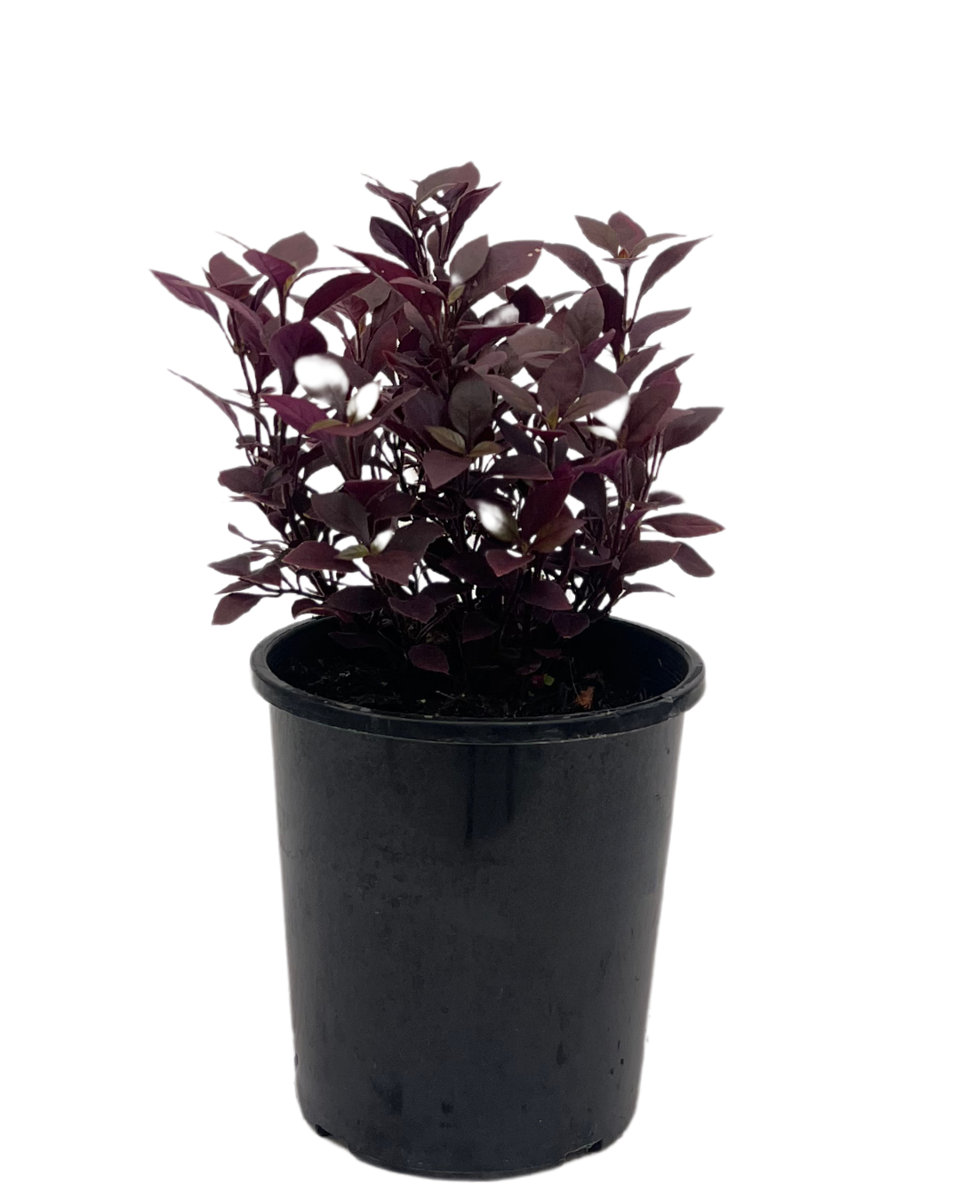 Alternanthera Little Maroon