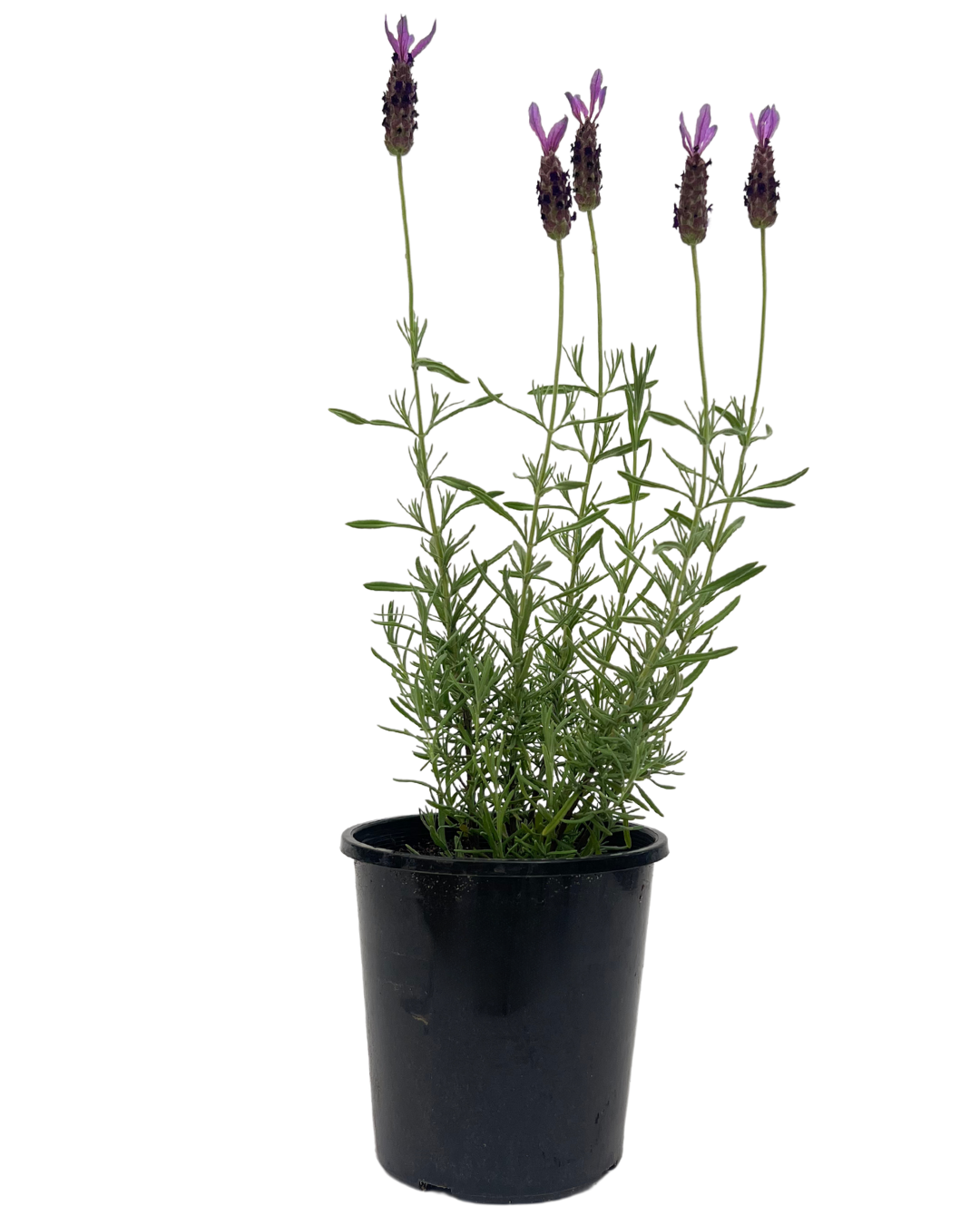 Lavandula Avonview