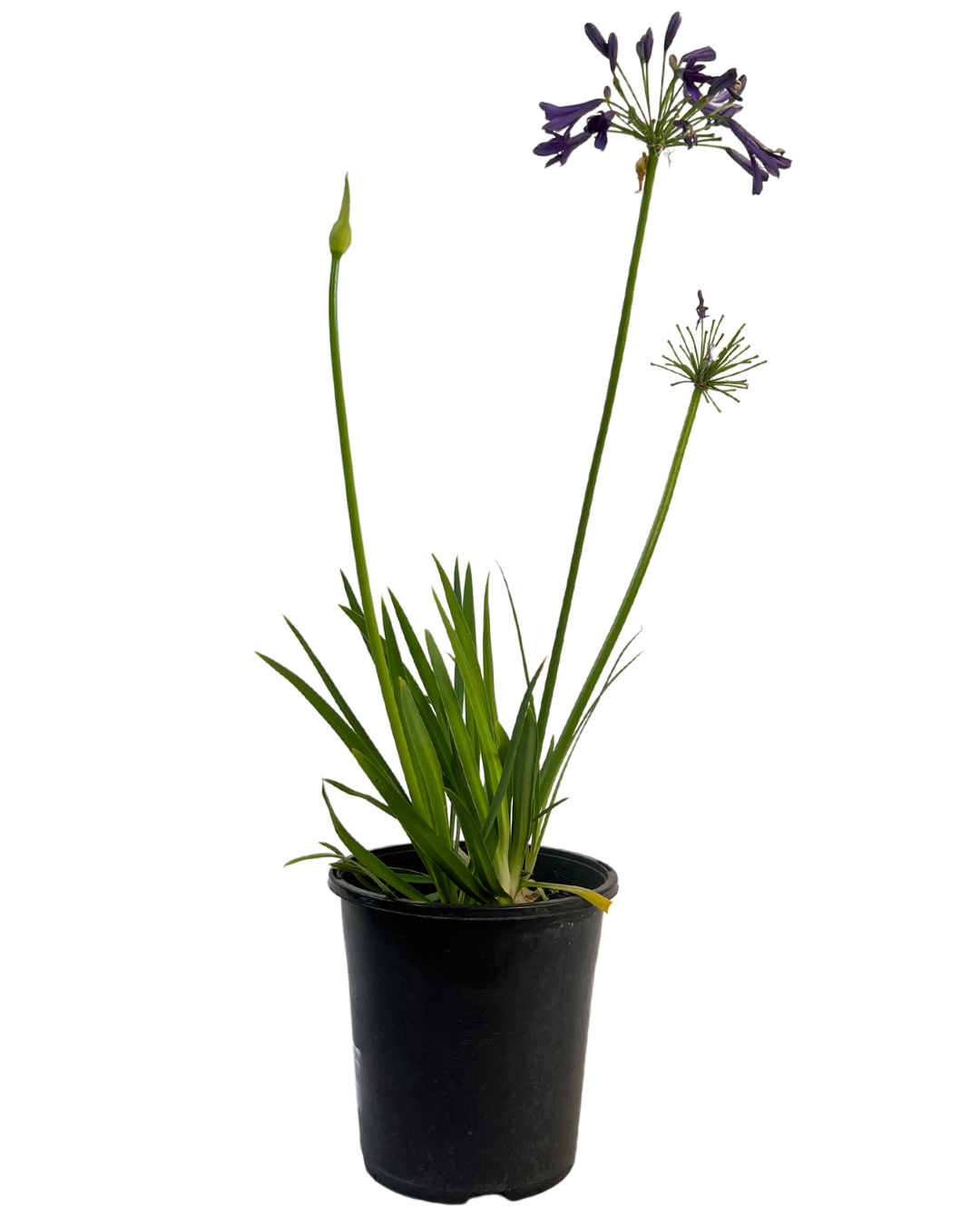 Agapanthus Hybrid Sugar Plum