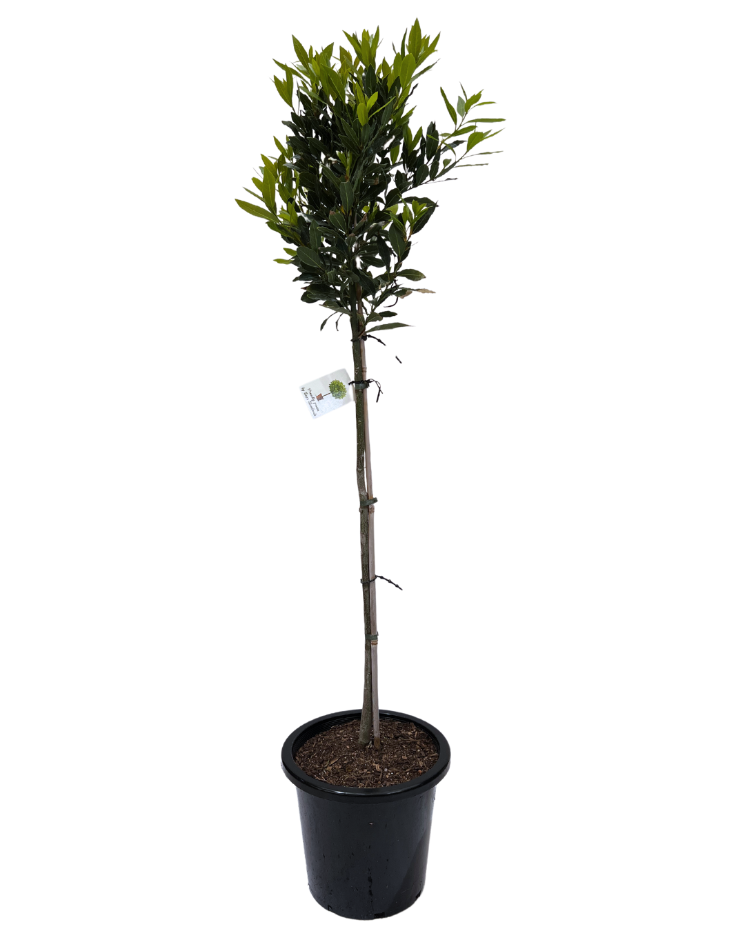 Bay Tree - Laurus Nobolis Standard