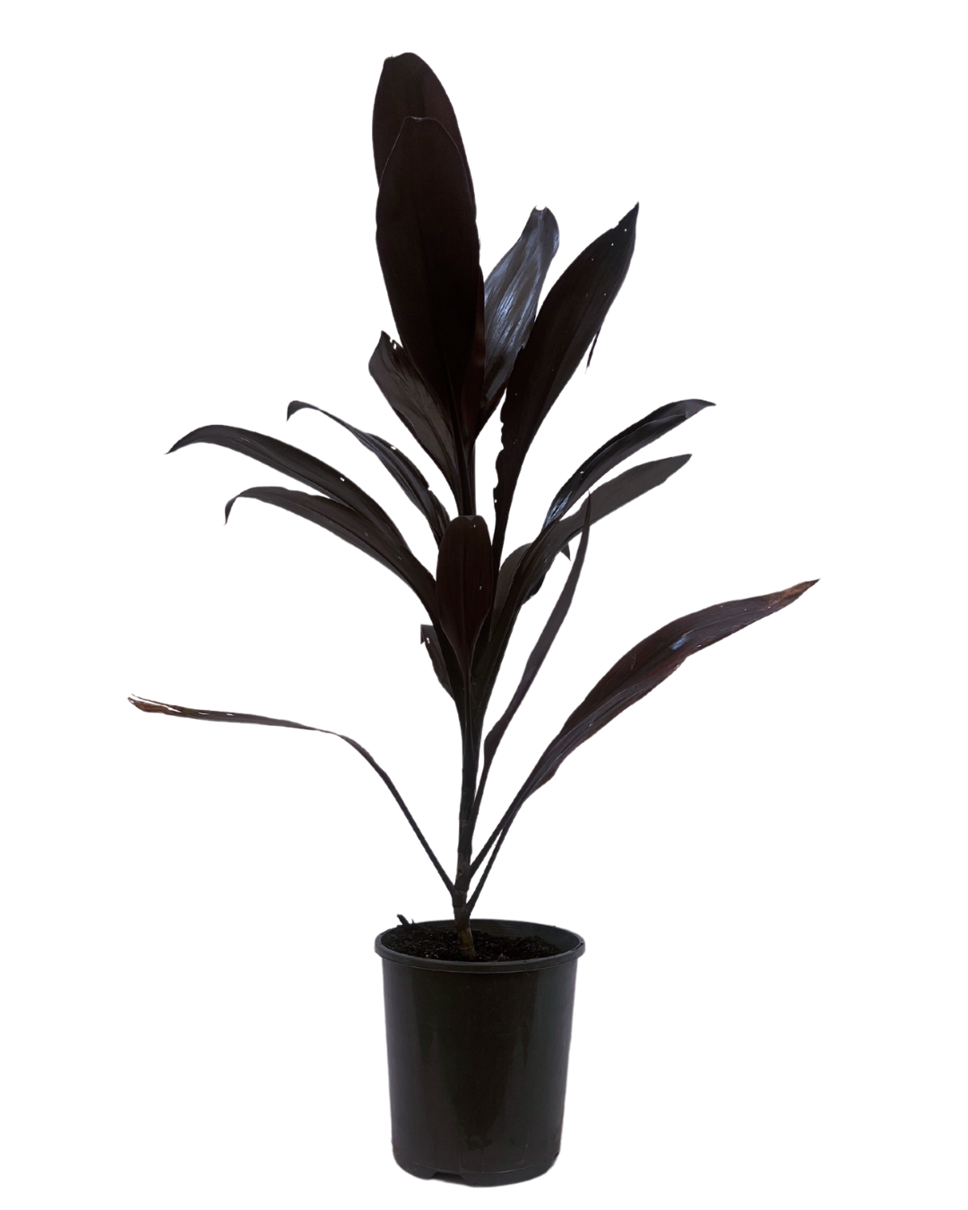 Cordyline - Caruba Black