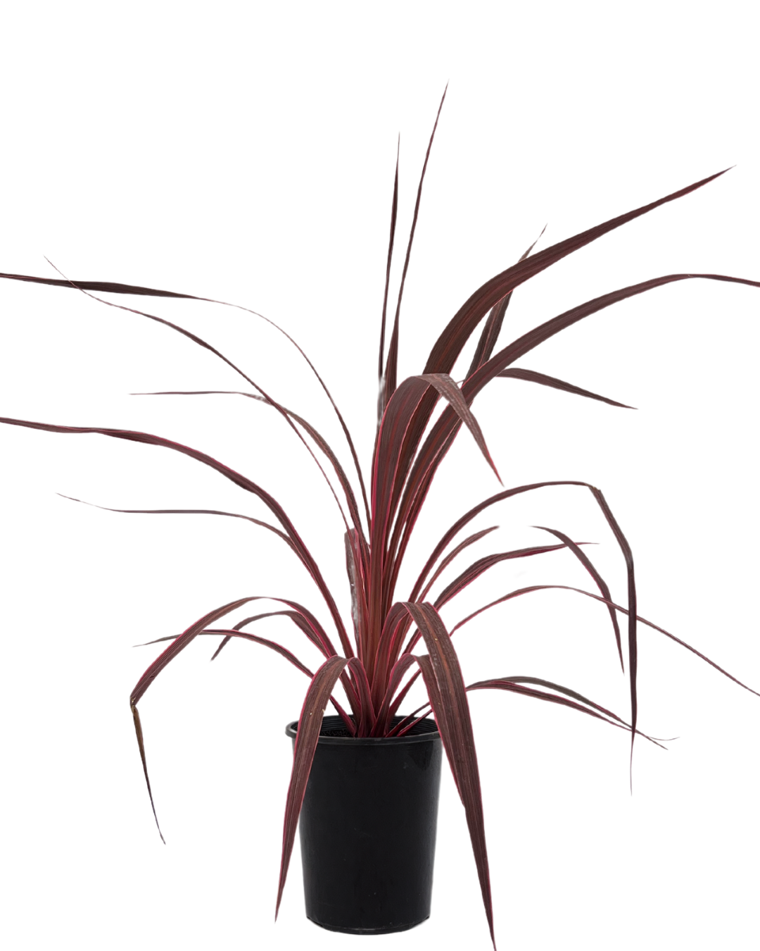 Cordyline - Electric Pink