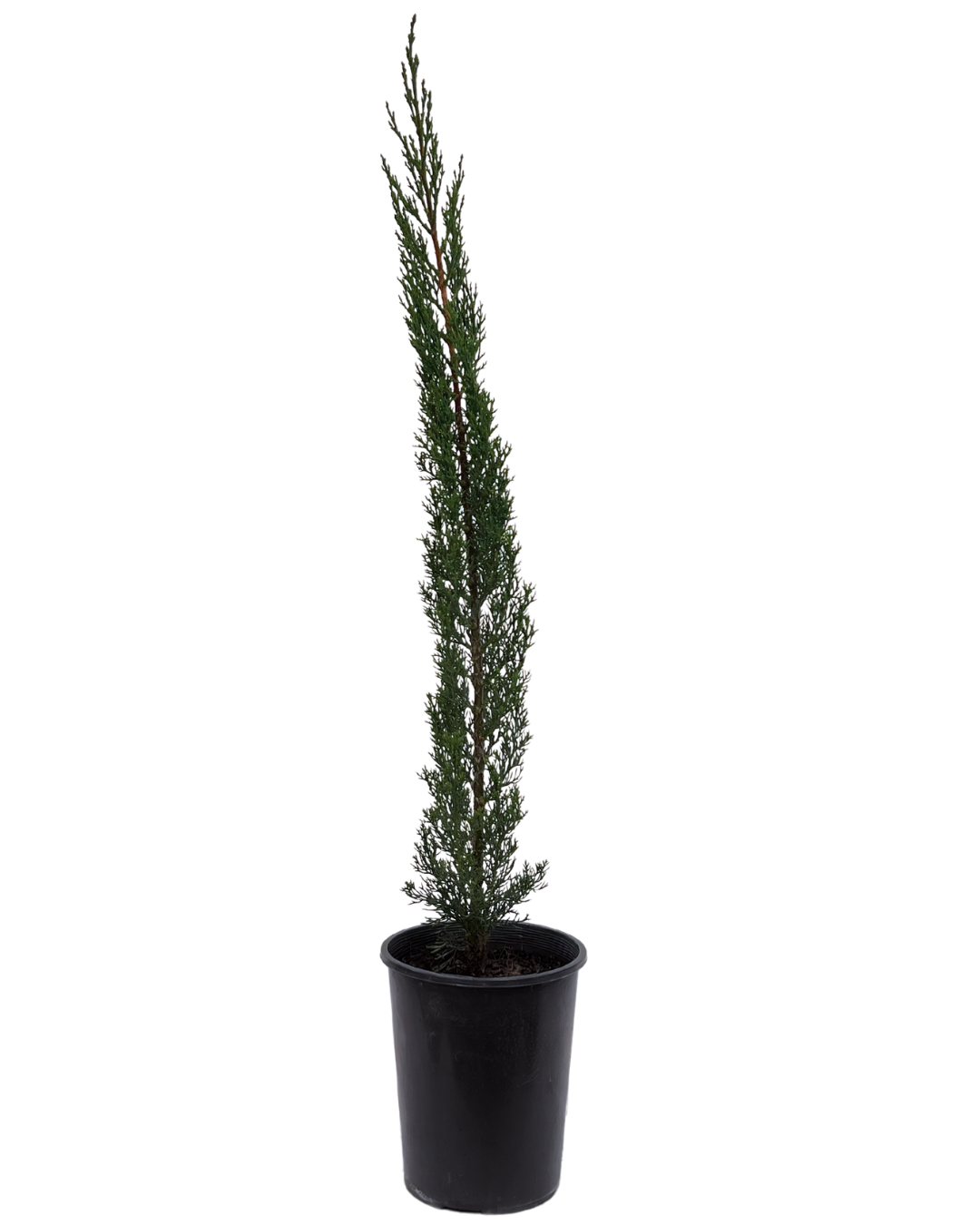 Pencil Pine - Cupressus Sempervirens Glauca