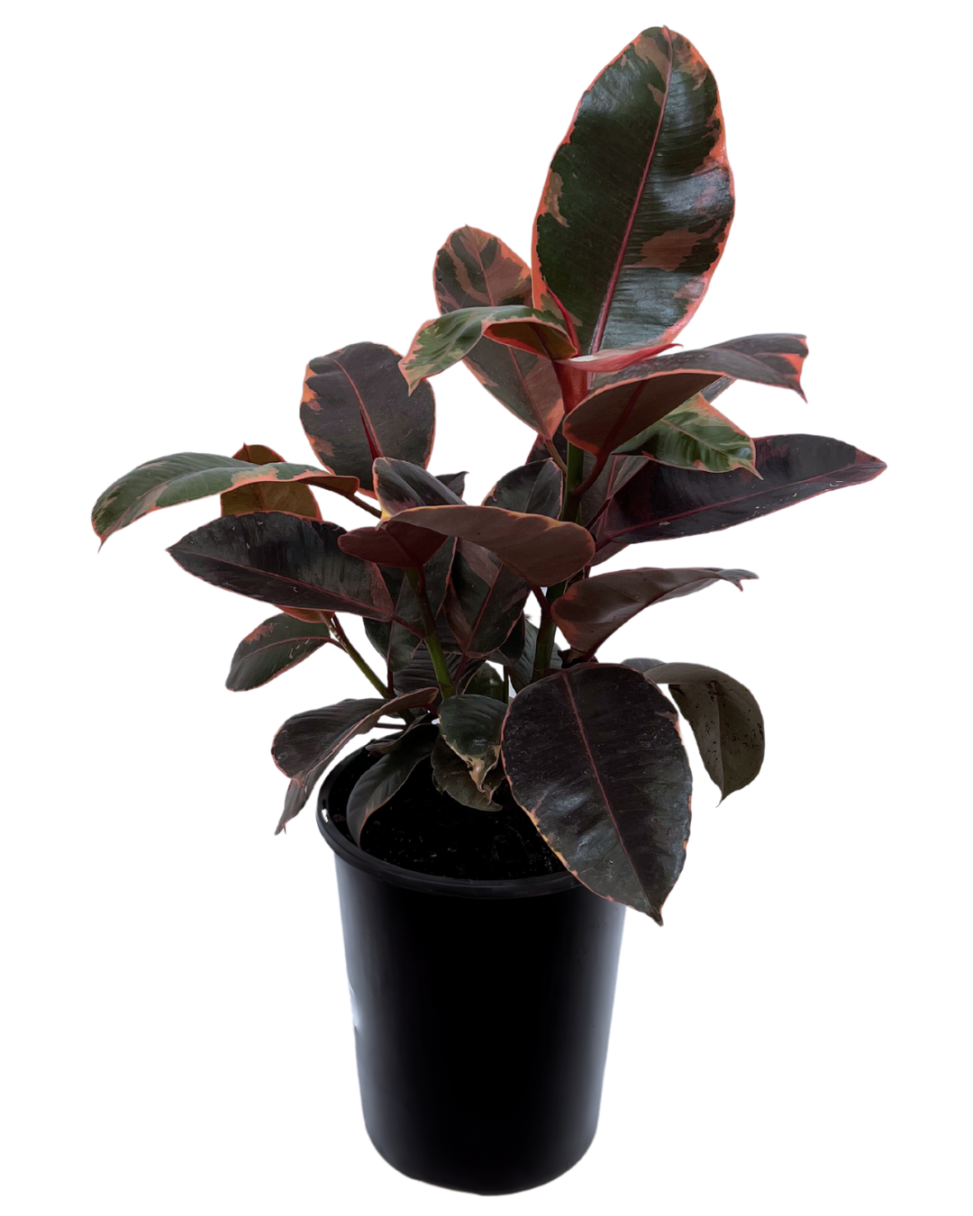 Ficus Ruby