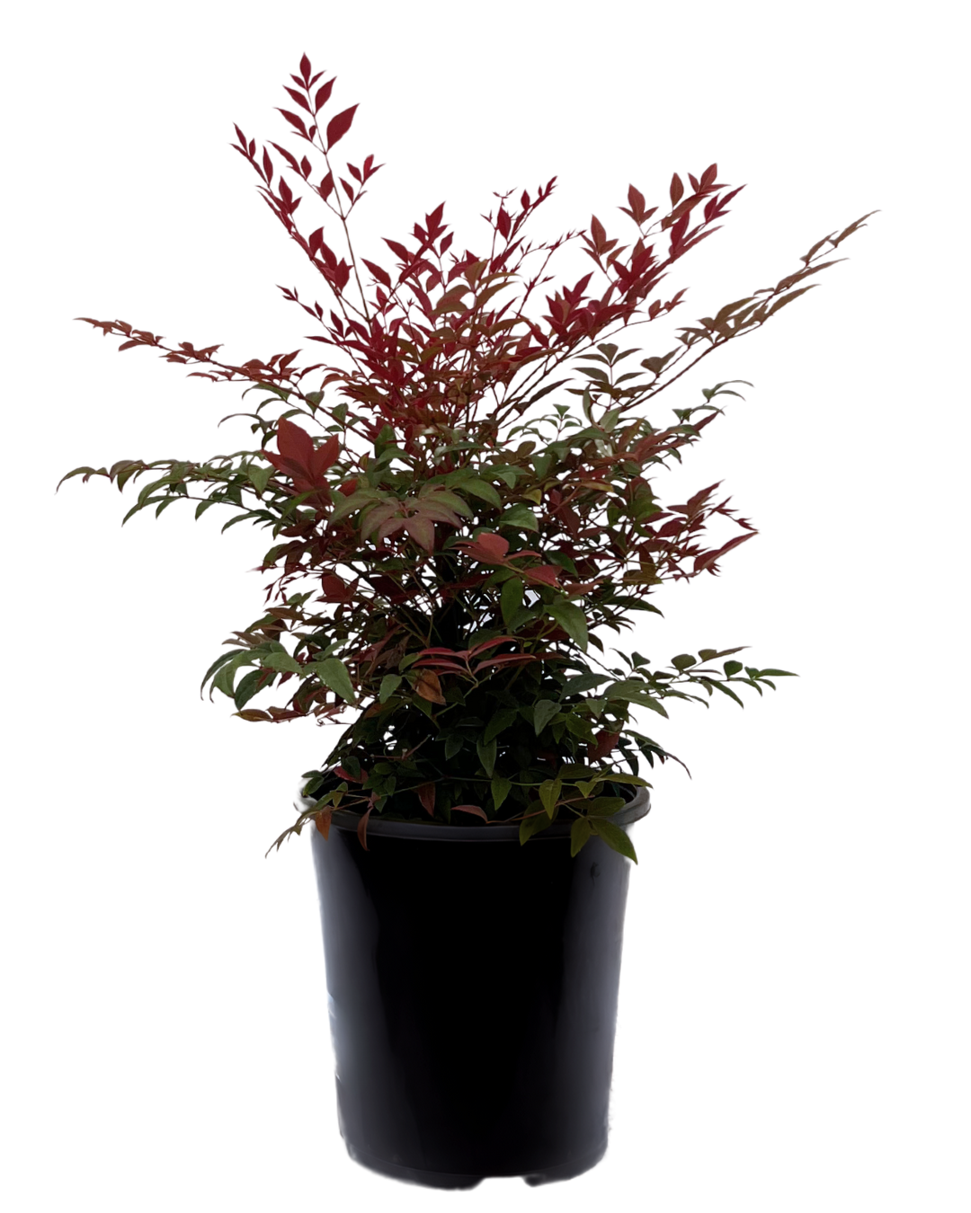 Nandina Seika Ppaf Obsession