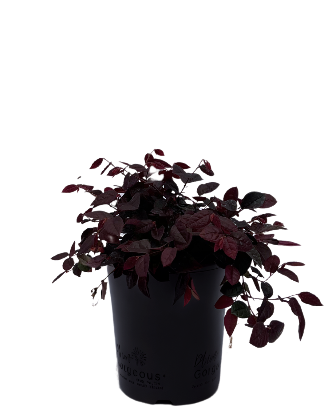 Loropetalum Plum Gorgeous