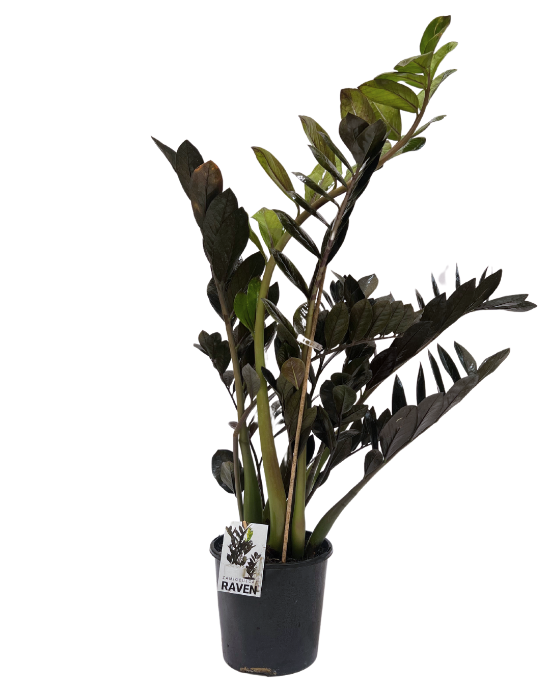 ZZ Plant - Zamioculcas Raven