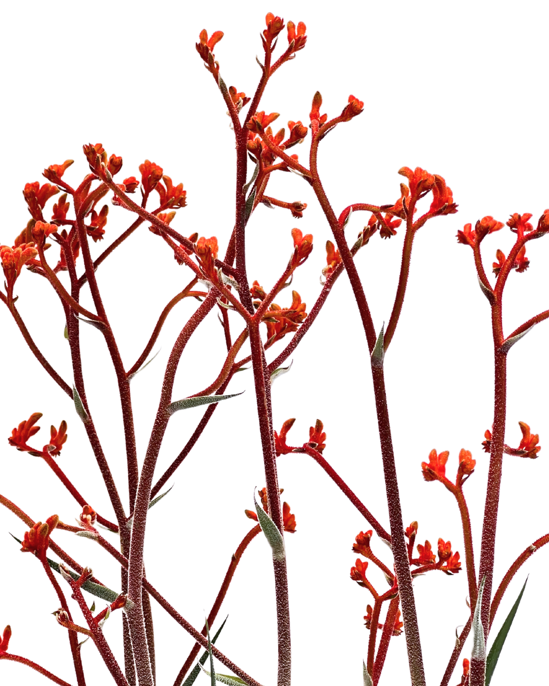 Kangaroo Paw - Anigozanthos Scorchers Flame