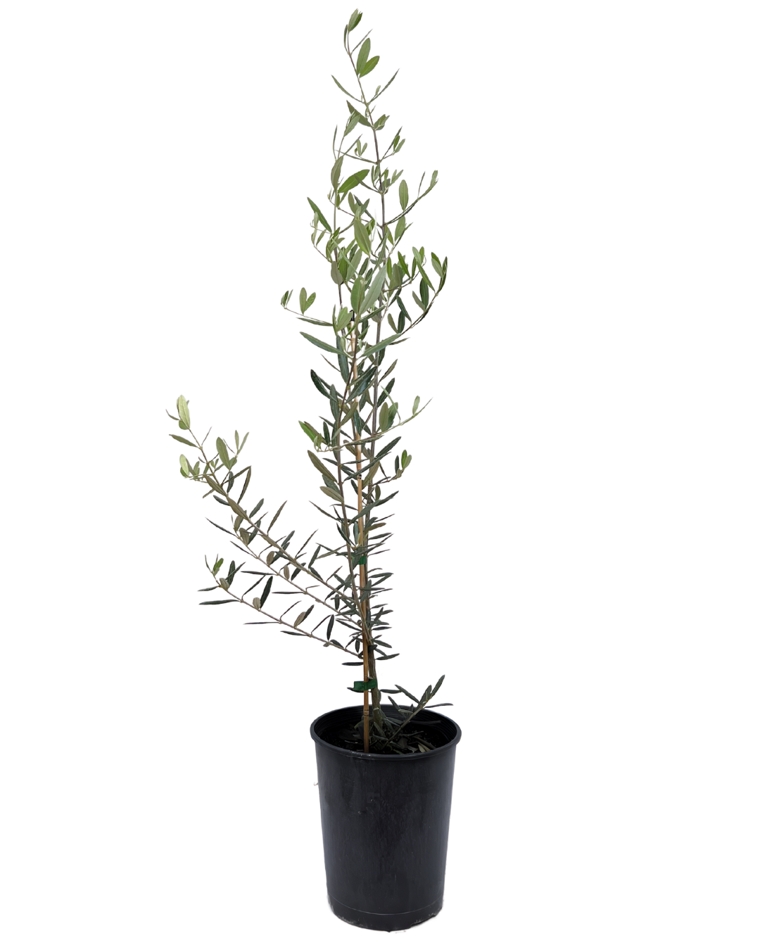 Olive - Olea Tolleys Upright