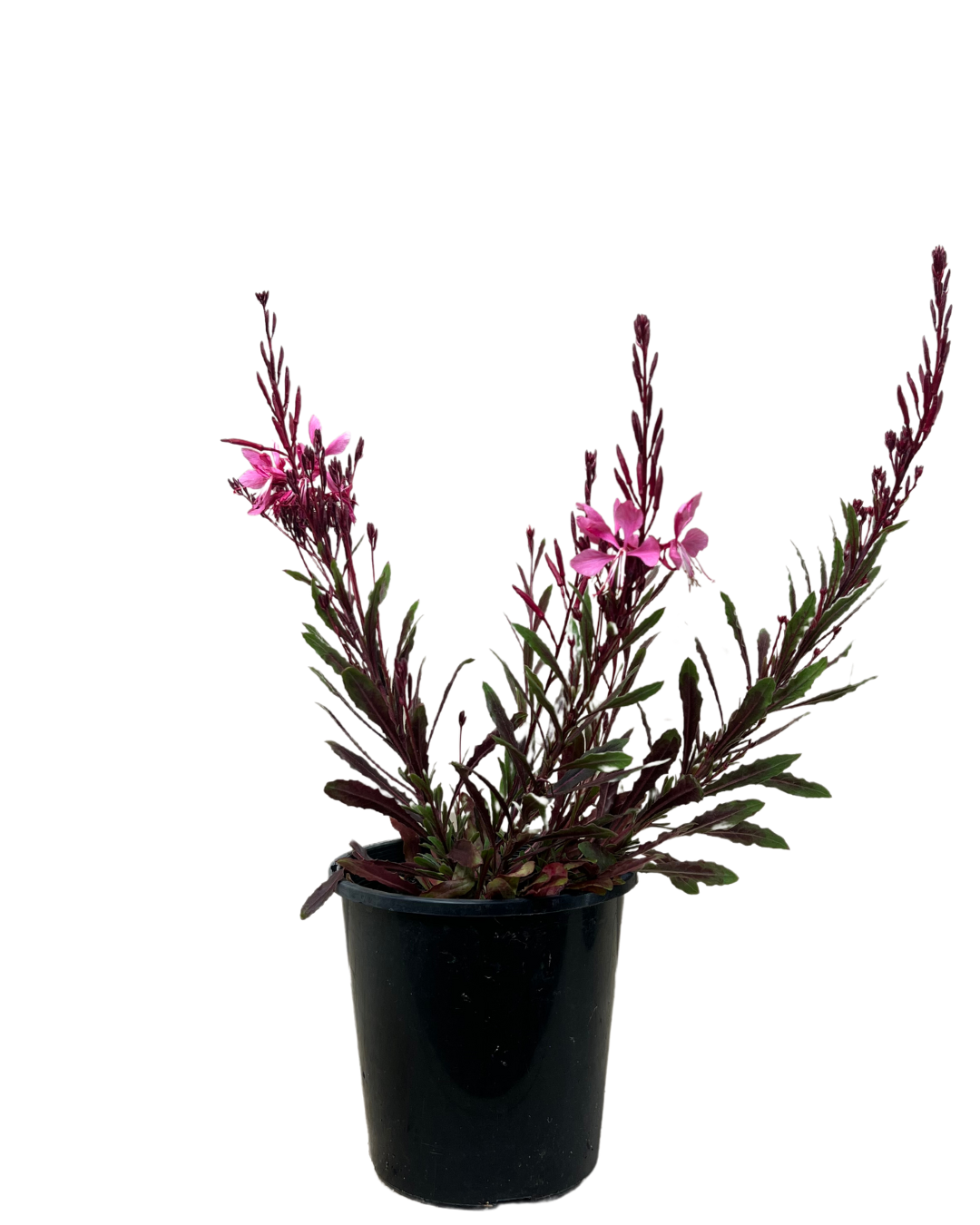 Gaura Bantam Pink