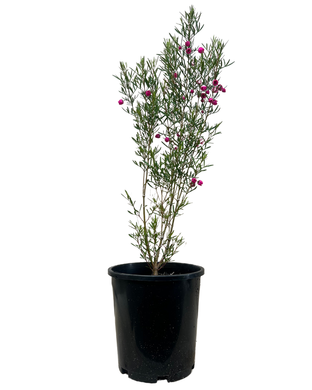 Boronia Heterophylla Red