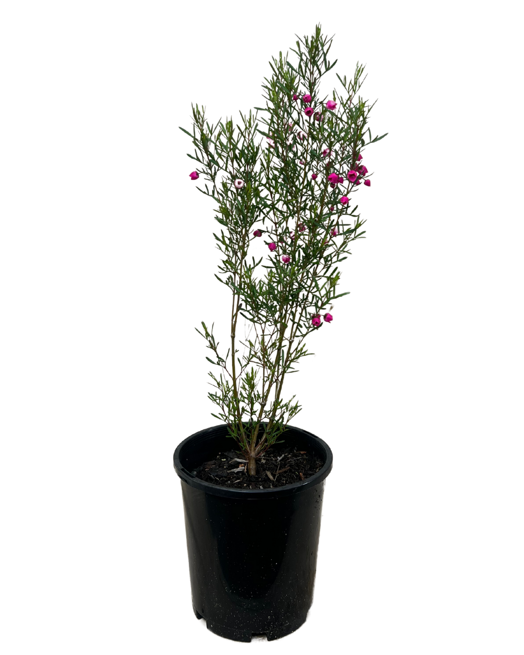 Boronia Heterophylla Red