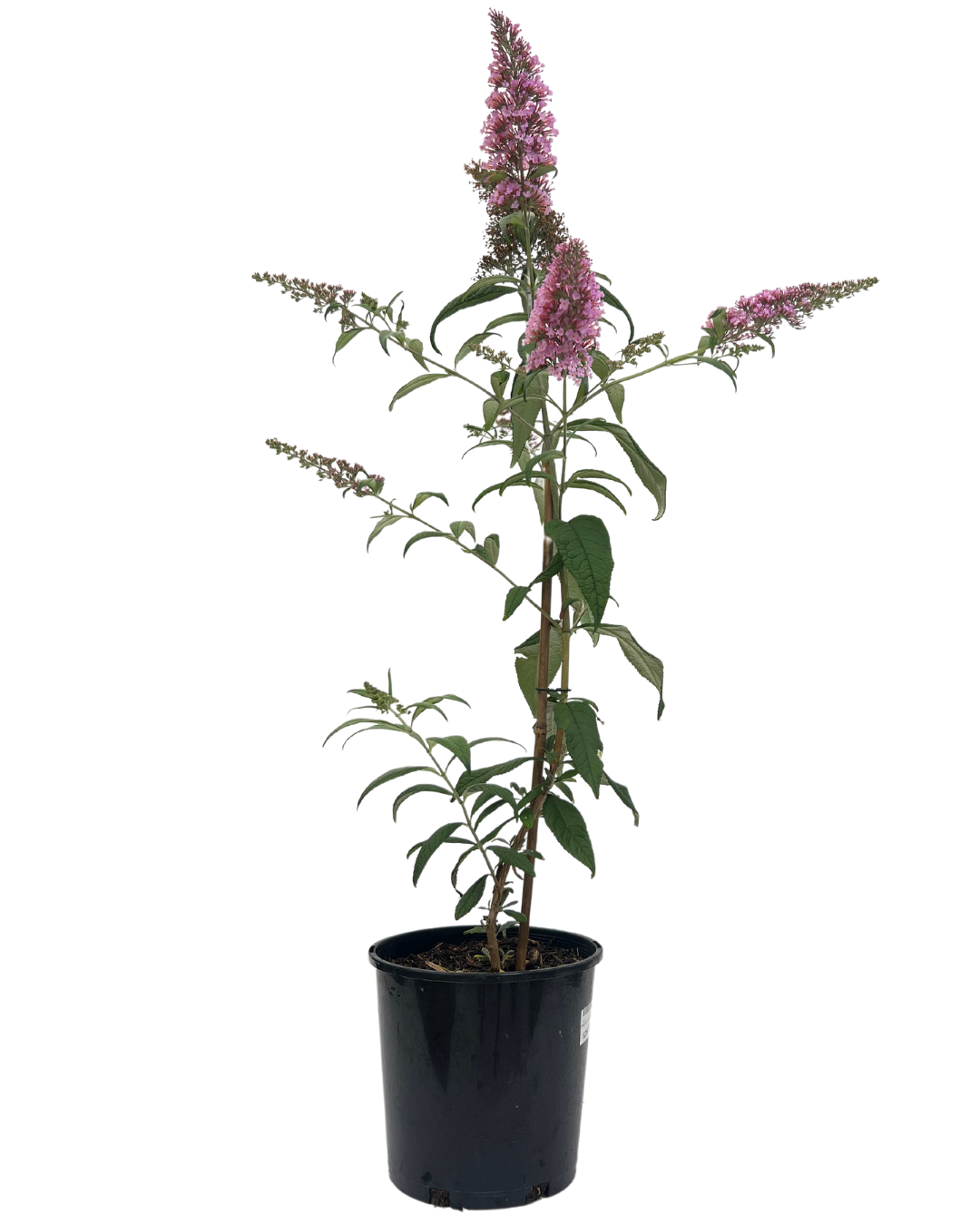 Buddleia Pink Delight