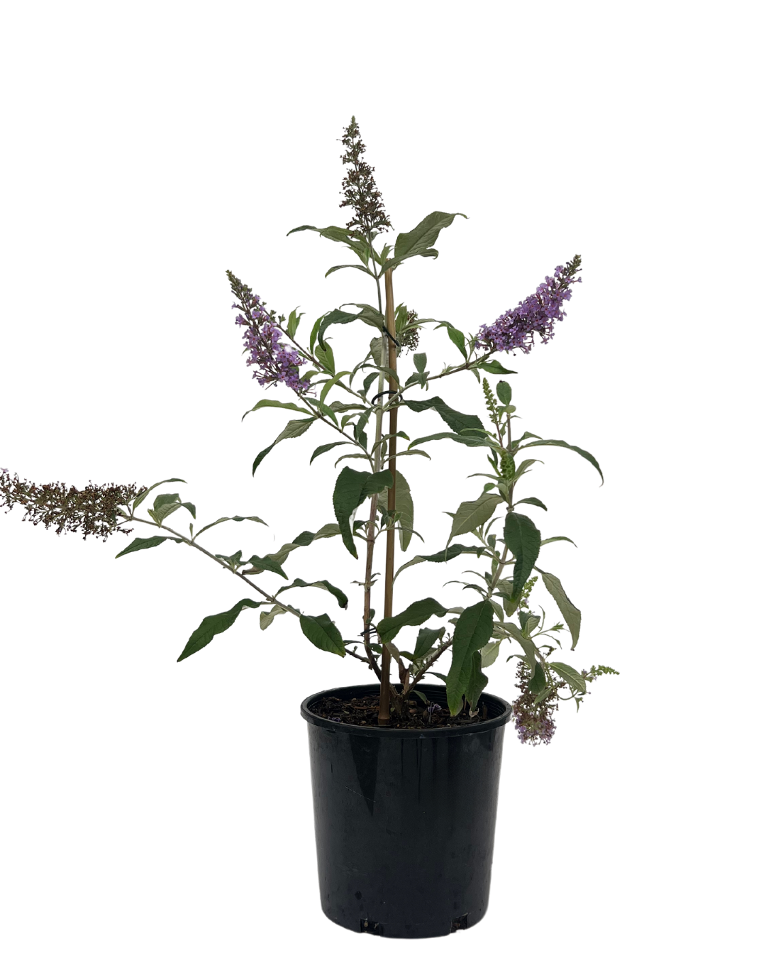 Buddleia Joan