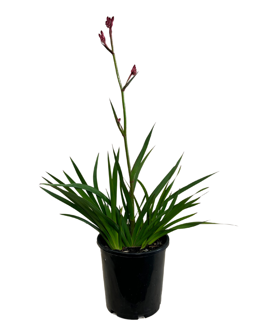 Kangaroo Paw - Anigozanthos Bush Crystal