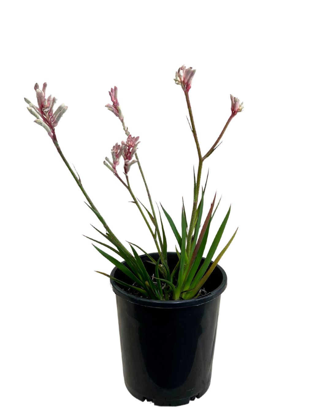 Kangaroo Paw - Anigozanthos Bush Diamond