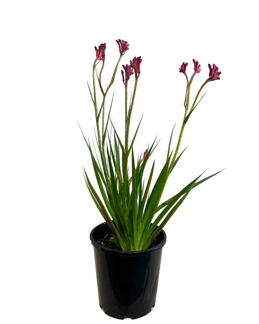 Kangaroo Paw - Anigozanthos Bush Pearl