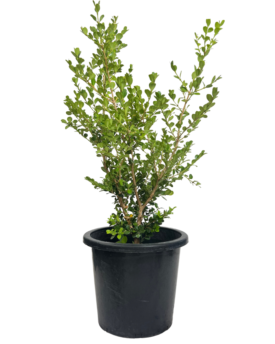 Buxus Japonica