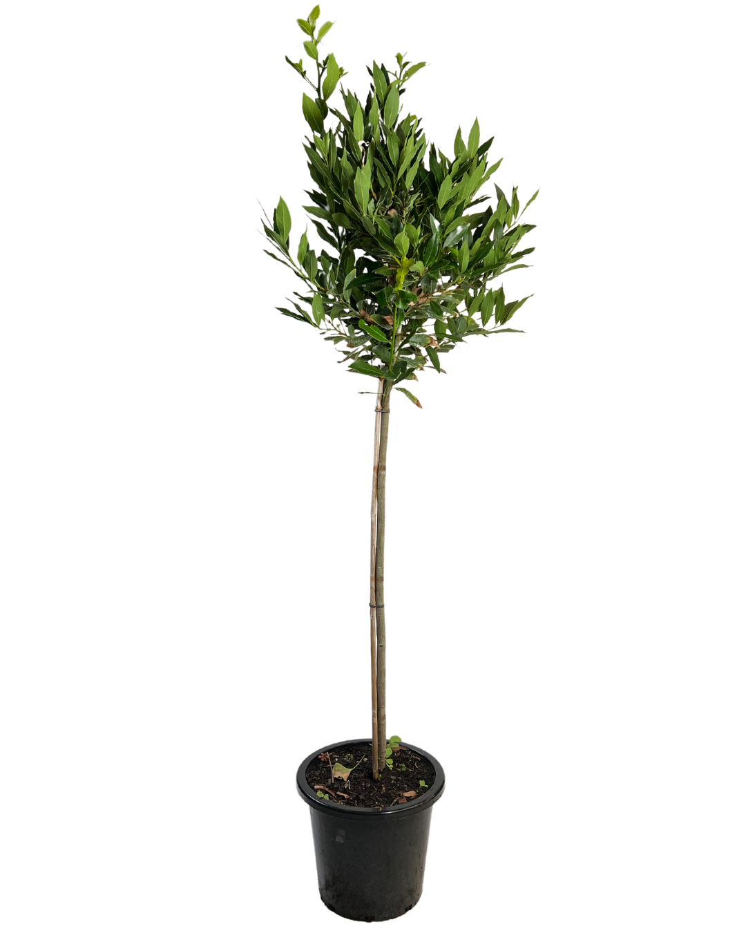 Bay Tree - Laurus Nobilis Standard