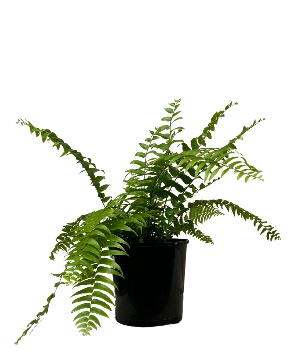 Boston Fern - Nephrolepis Exaltata Macho