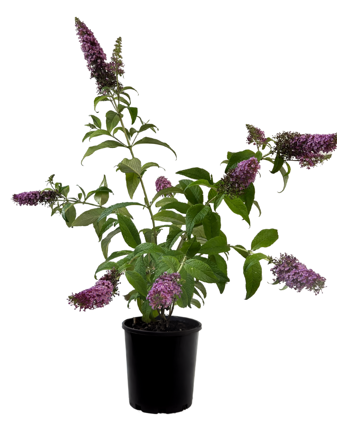 Buddleja Cranrazz