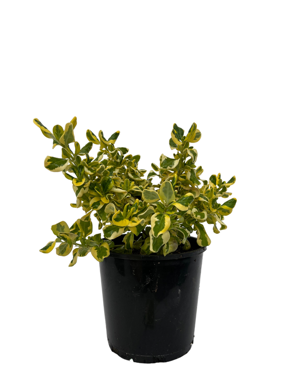 Coprosma Green and Gold