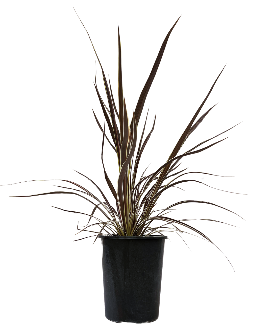 Cordyline - Electric Flash