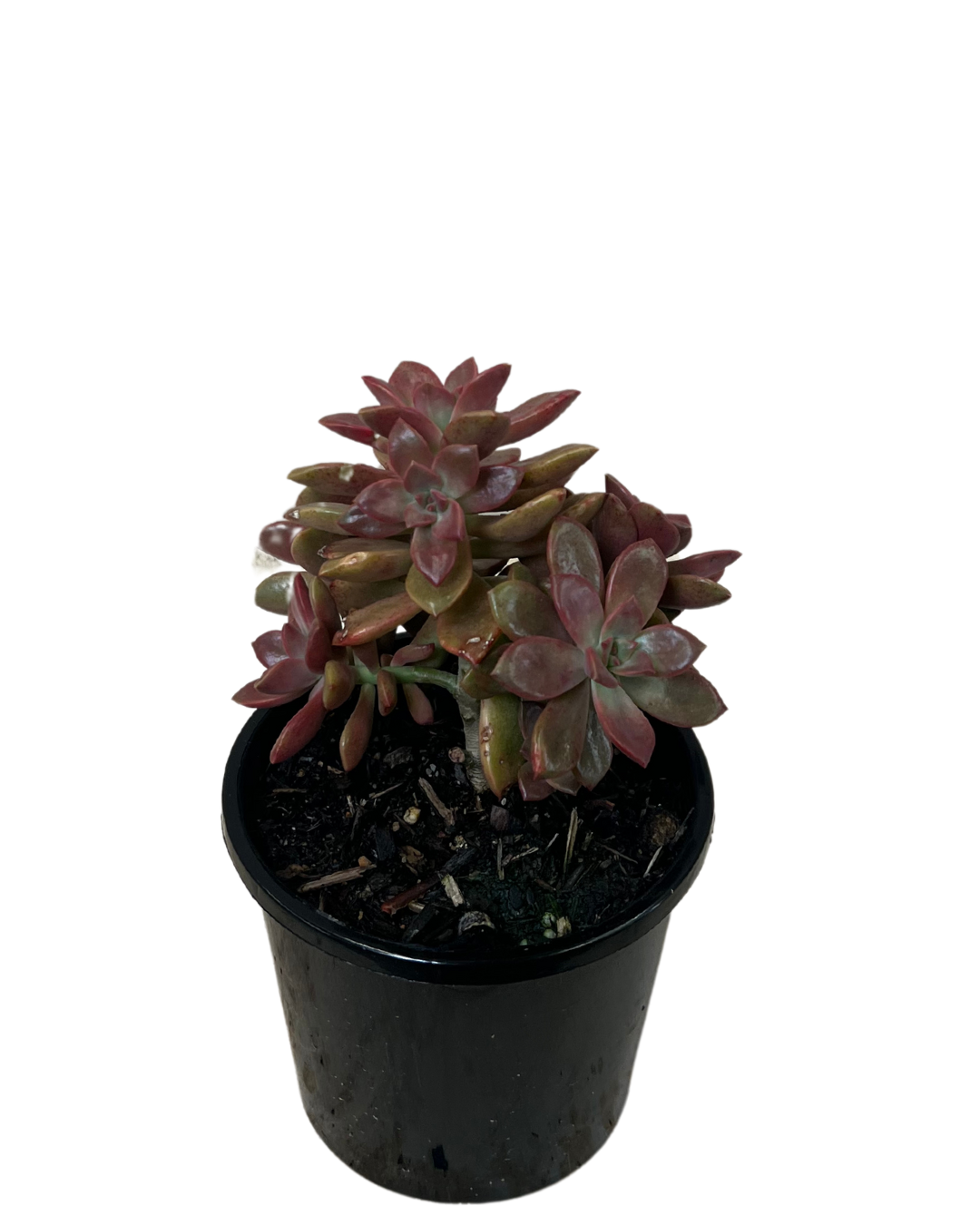 Graptoveria Rubra