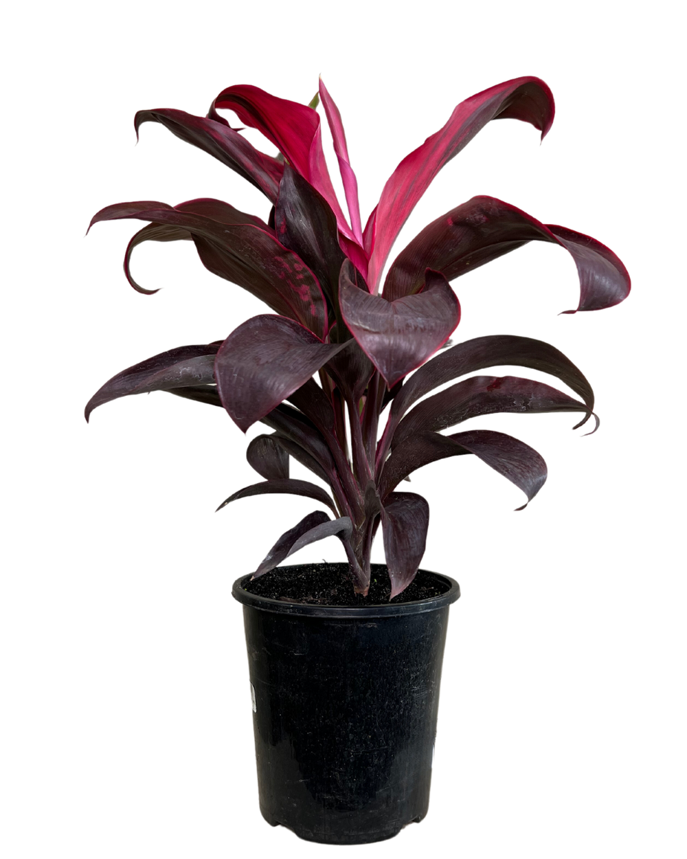 Cordyline Terminalis Ruby