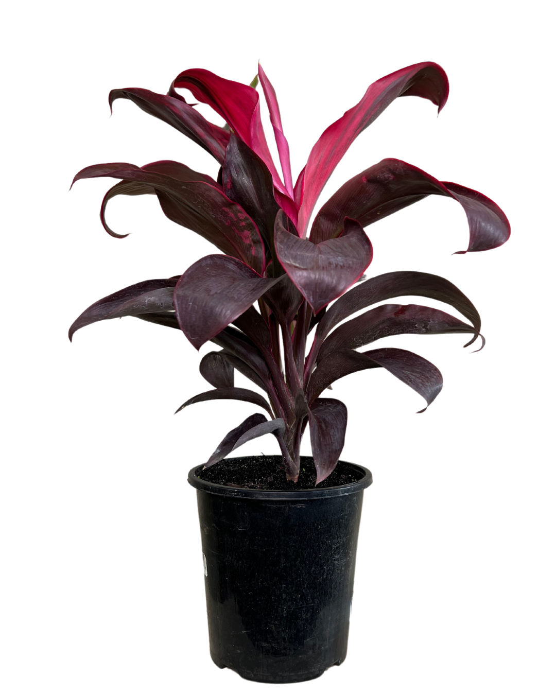 Cordyline Terminalis Ruby