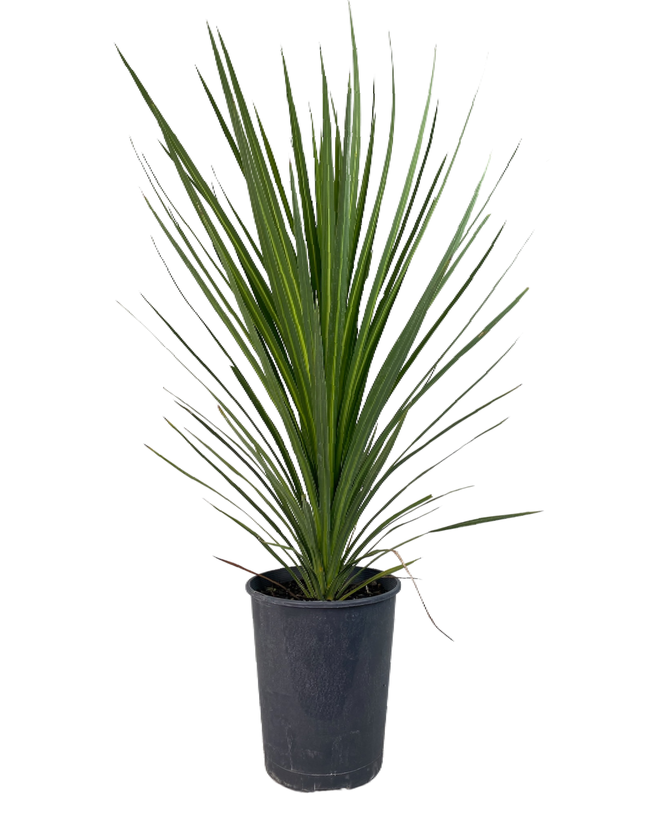 Cordyline Kasper Green