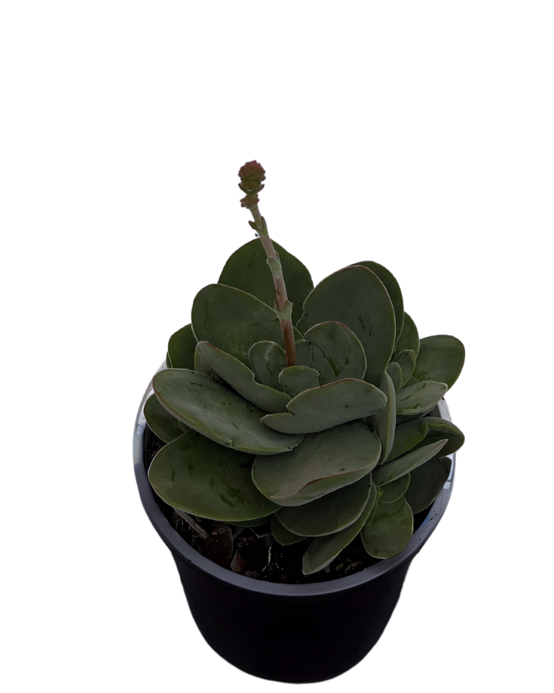 Crassula Dubia