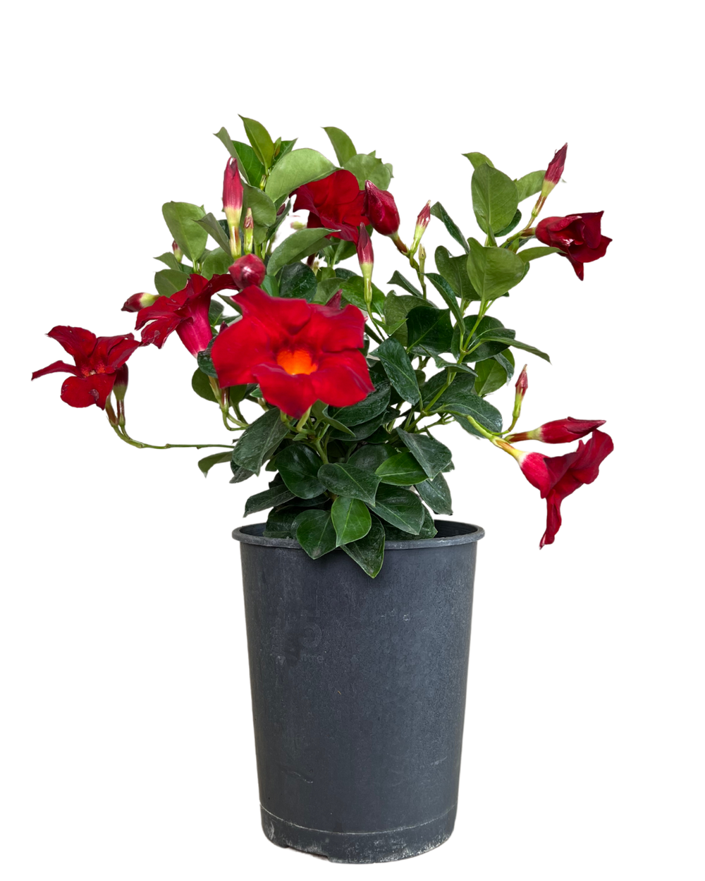 Mandevilla Crimson Fantasty