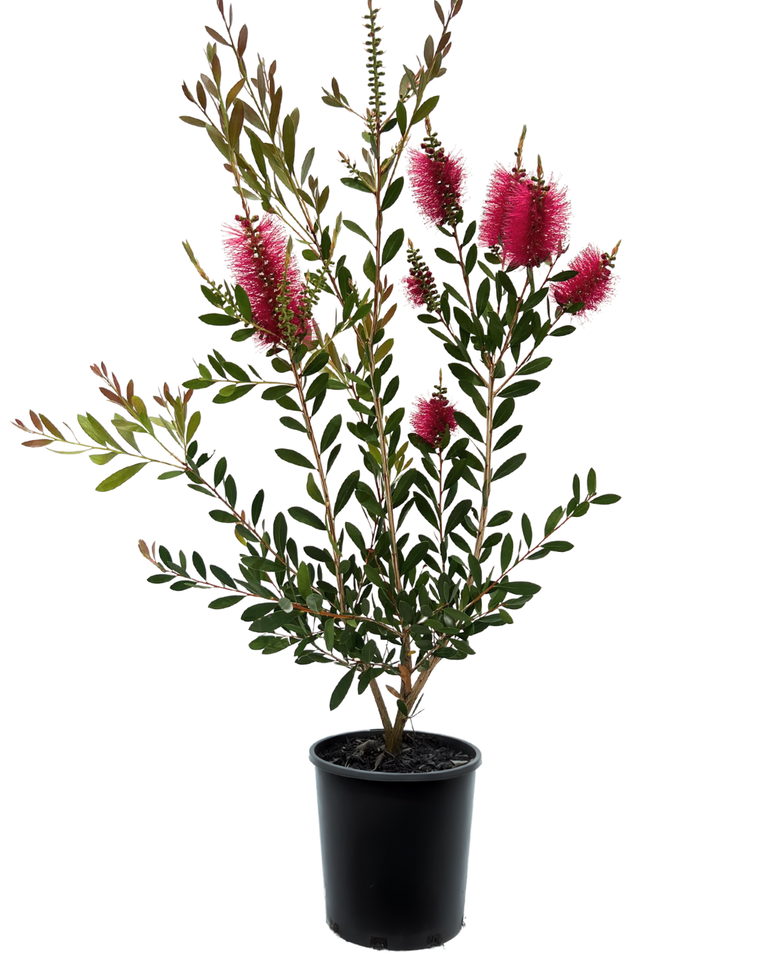 Callistemon Hot Pink