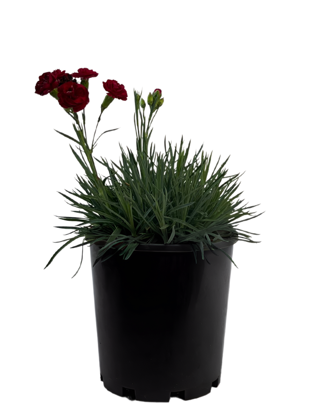 Dianthus Passion