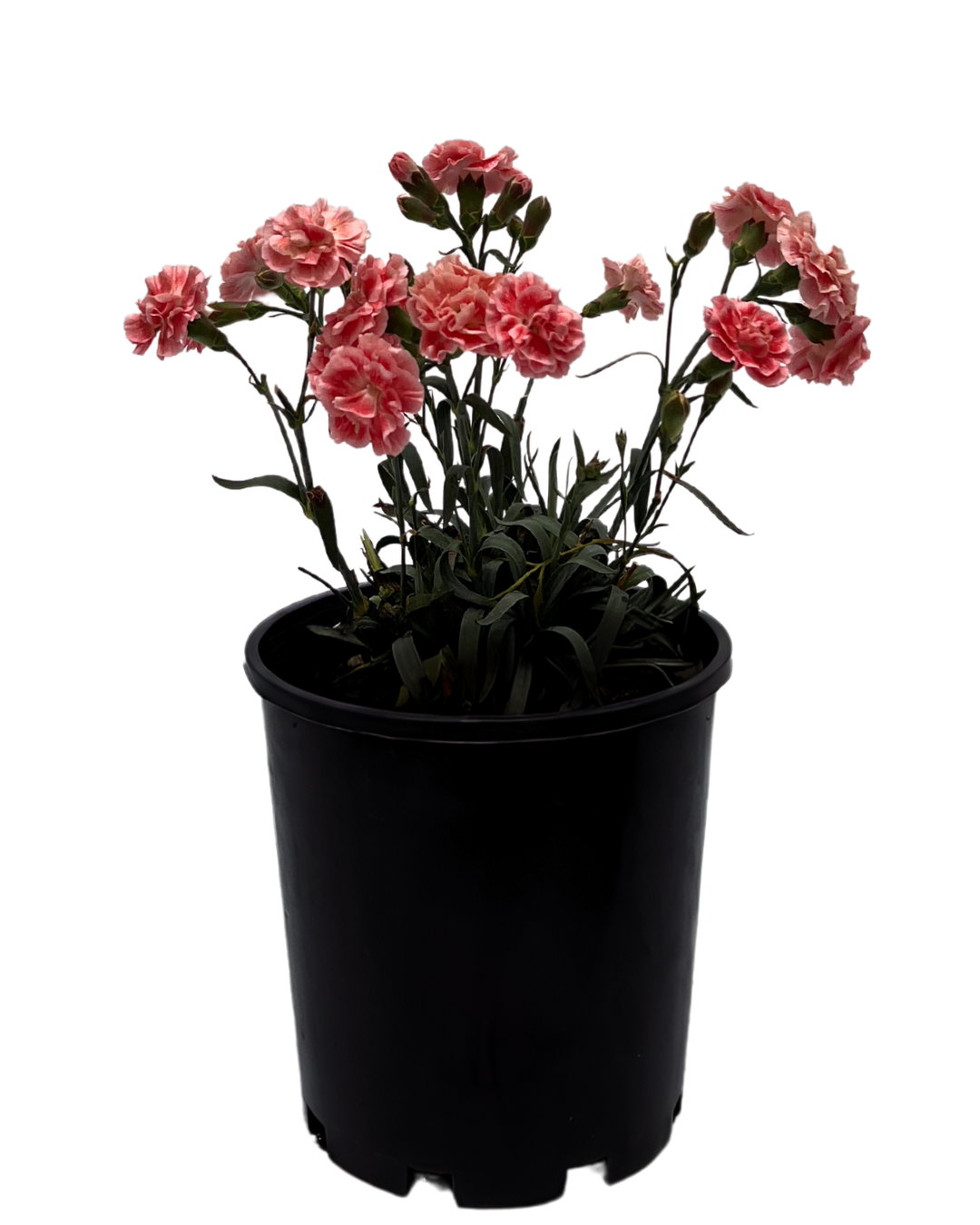 Dianthus - Sugar Plum Coral