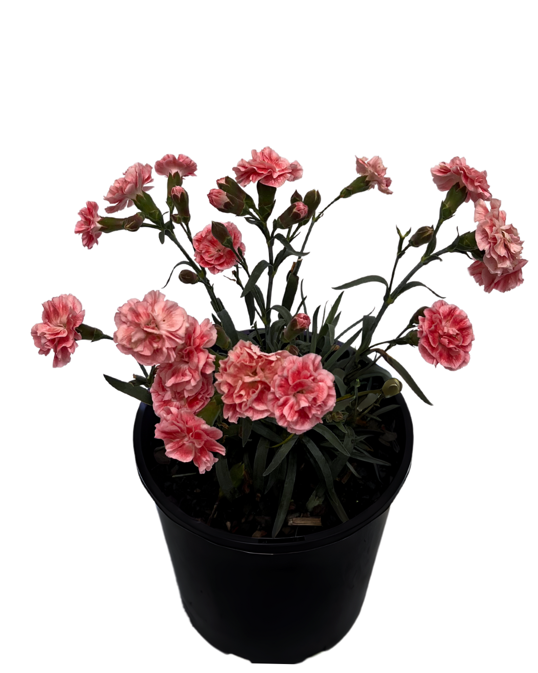 Dianthus - Sugar Plum Coral