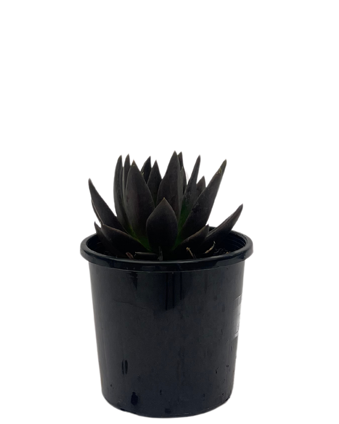 Echeveria Black Knight