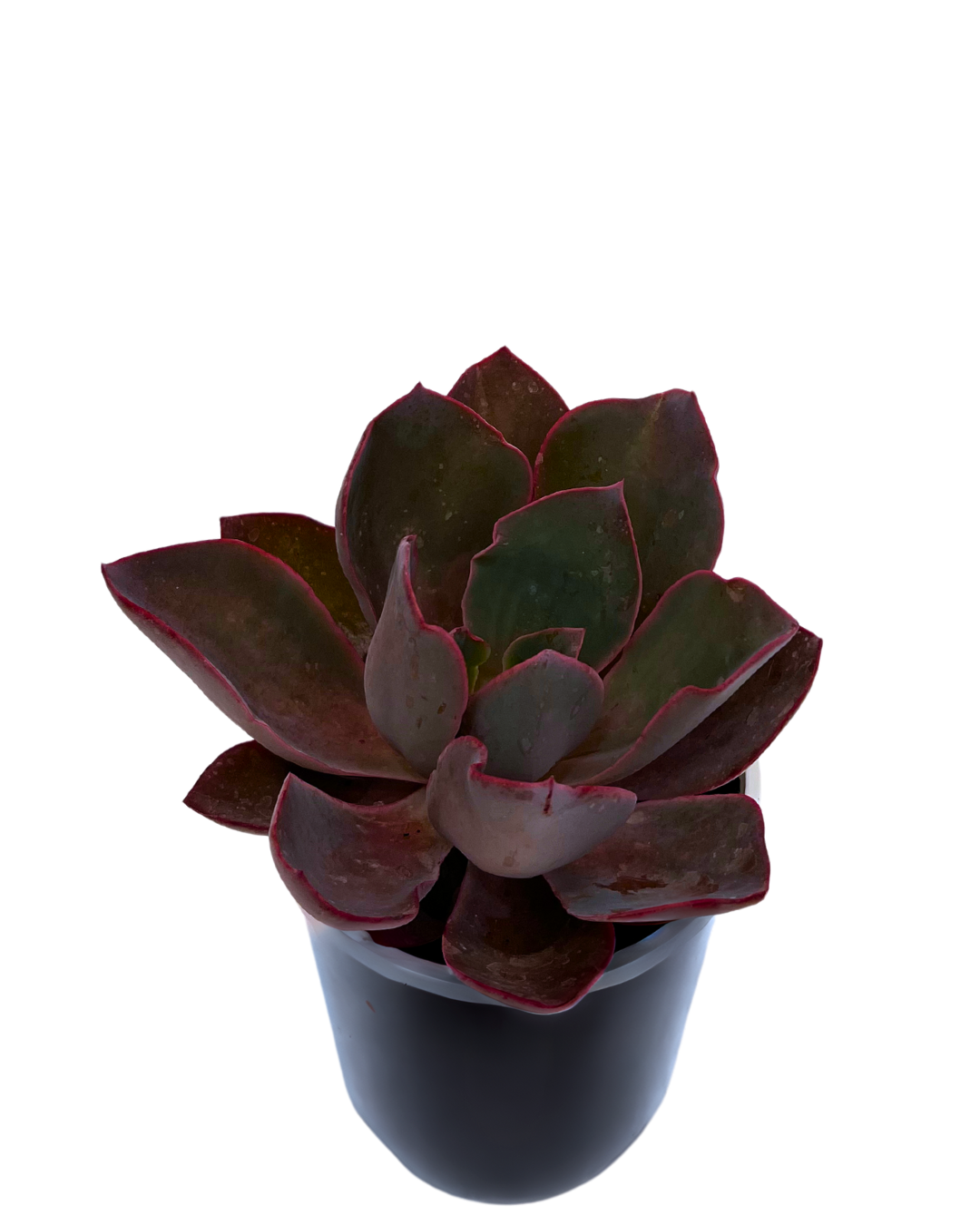 Echeveria Afterglow