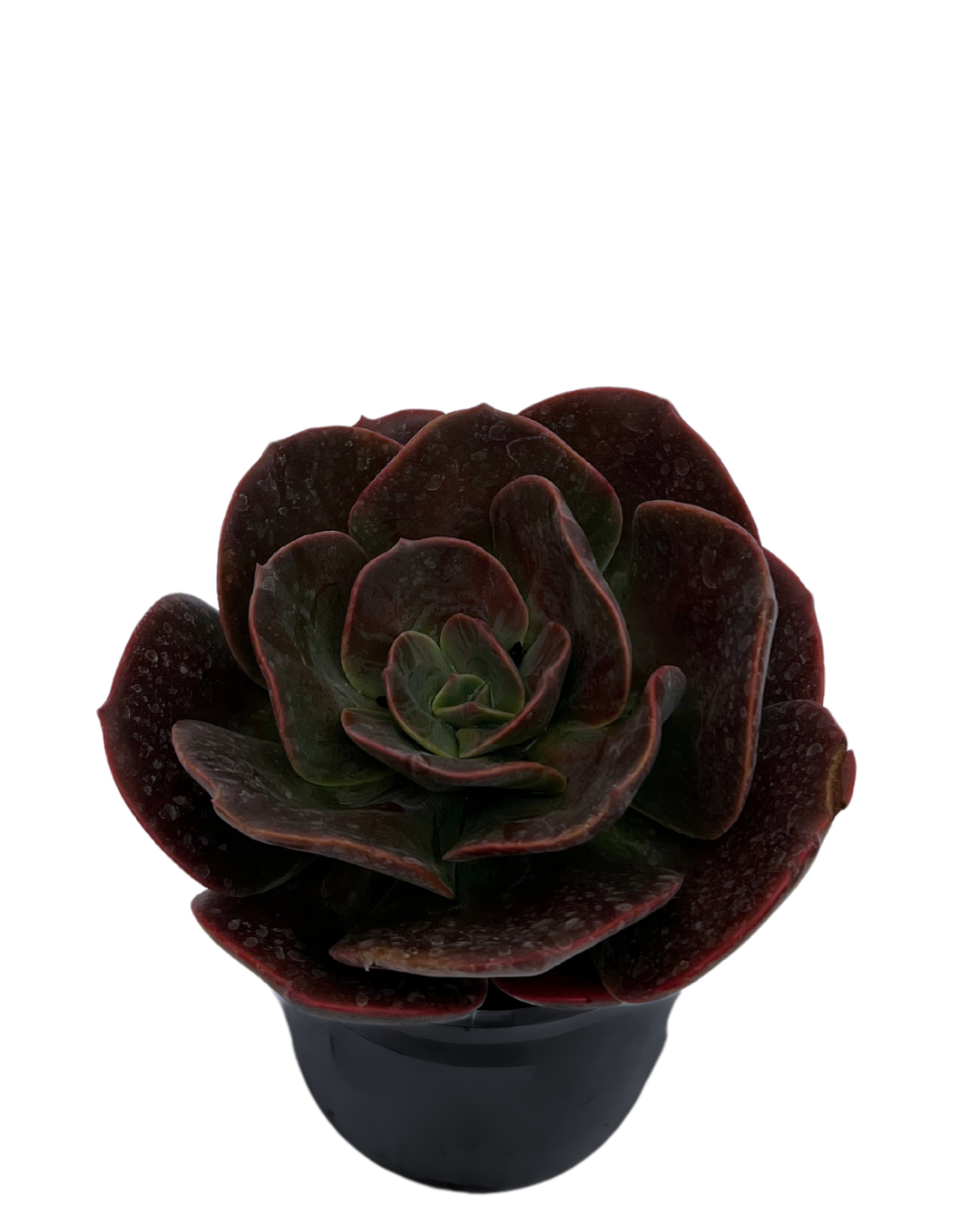 Echeveria Blue Metal