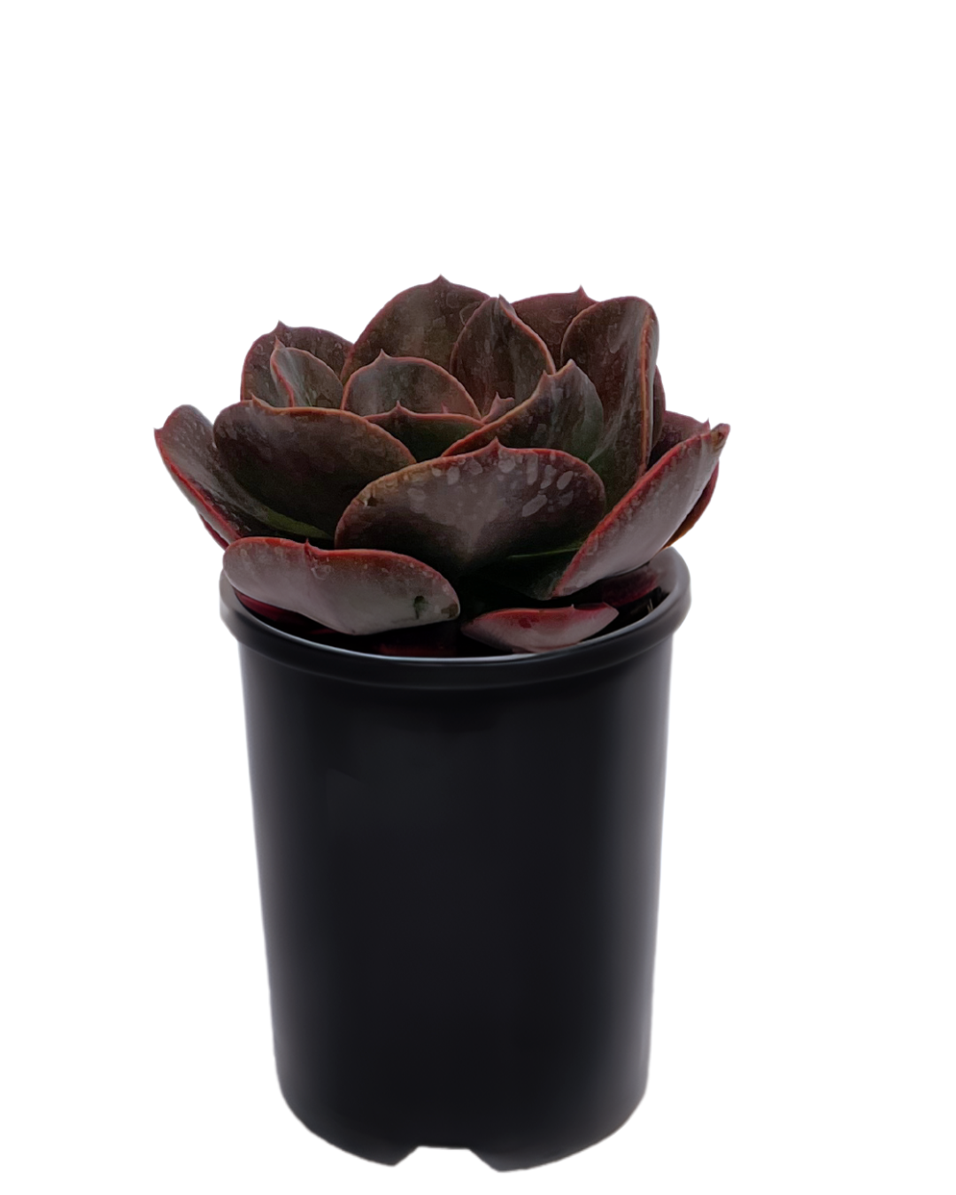 Echeveria Blue Metal