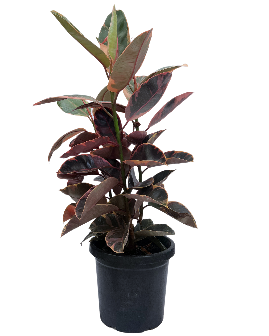 Ficus Ruby