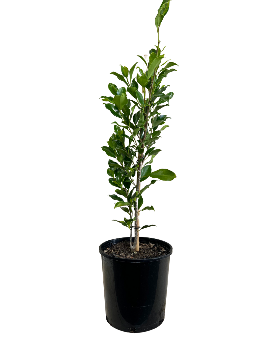 Ficus Hillii Flash