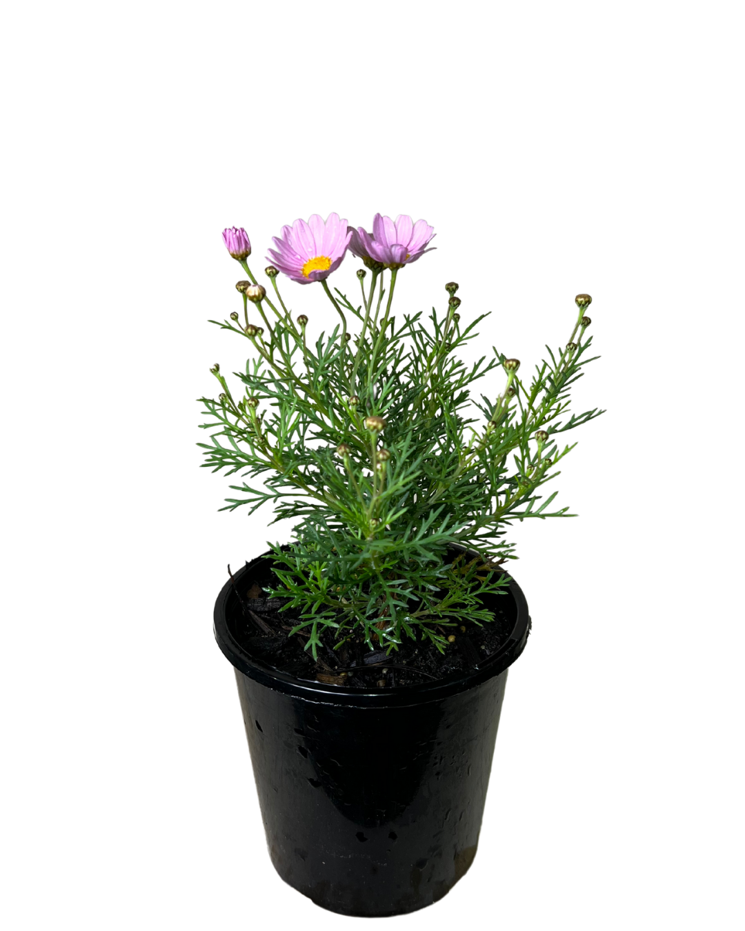 Federation Daisies - Argyranthemum Summit Pink