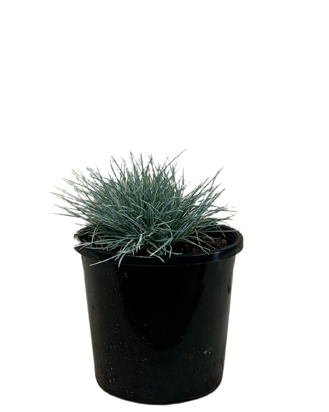 Festuca Elijah Blue