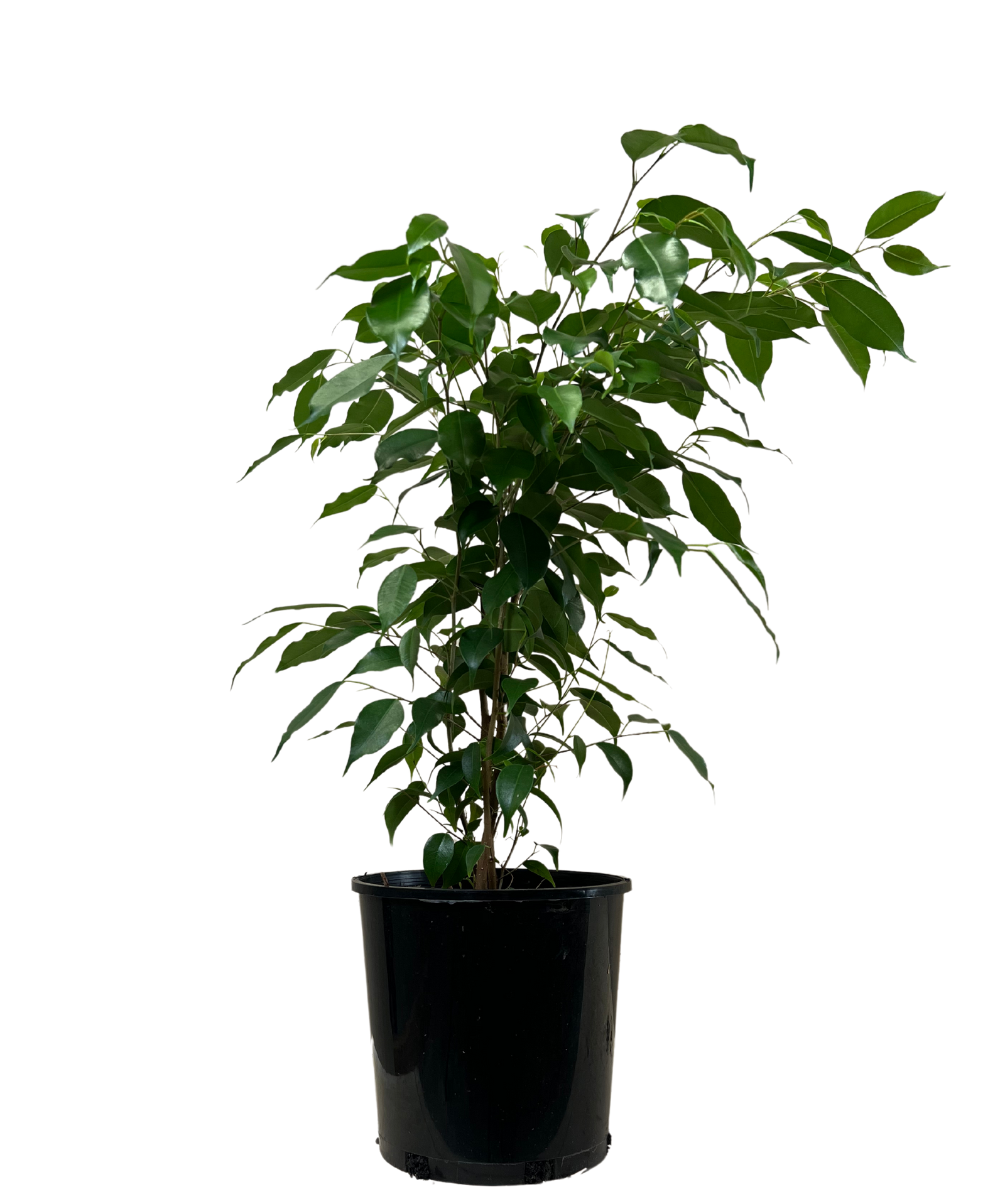 Ficus Evergreen