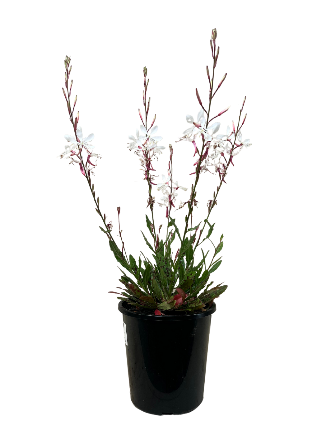 Gaura Sparkle White