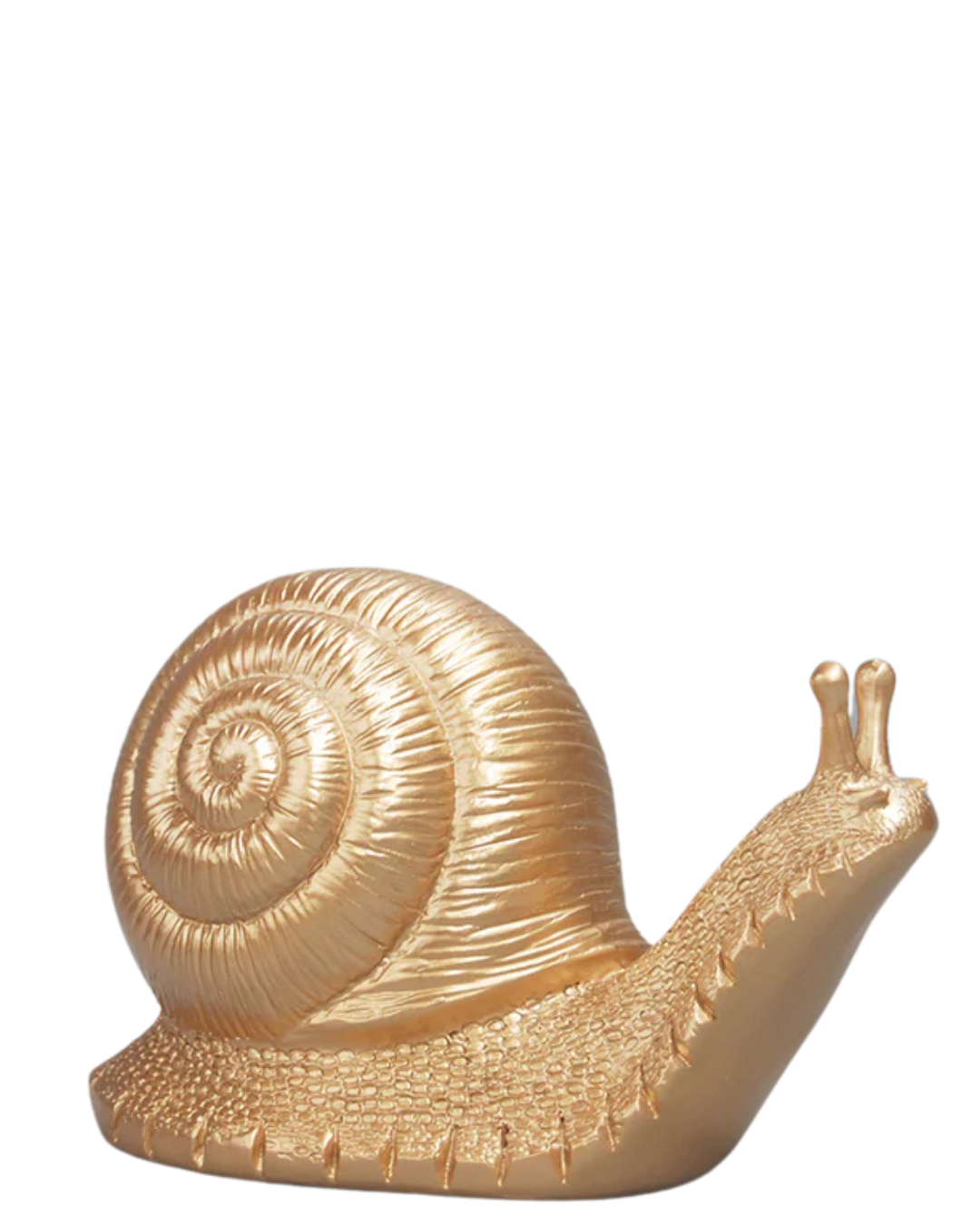 Table Snail