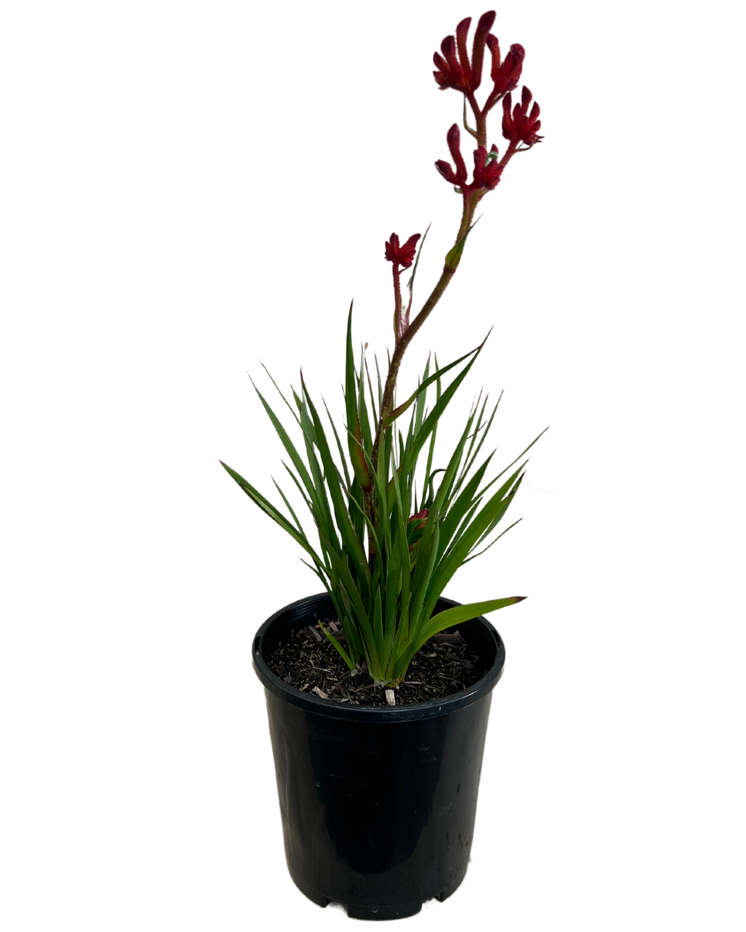 Kangaroo Paw - Anigozanthos Federation Flame