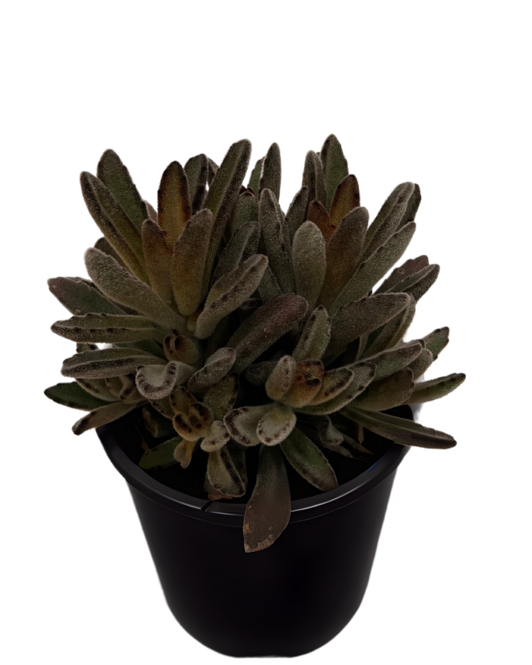 Kalanchoe Tomentosa